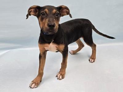 Buzz, Hound / Pit Bull Terrier, puppy, available for adoption