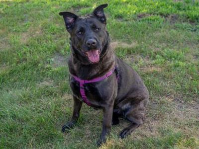 A black dog with a pink harness sitting on grass