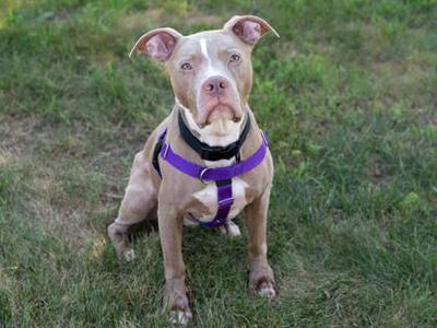 A brown and white pit bull terrier wearing a purple harness, sitting on a grassy field.