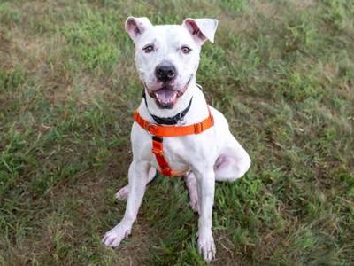 Bella, Pit Bull Terrier / Mixed Breed, adult, available for adoption
