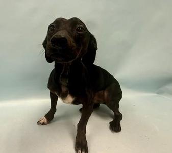 Herman, Dachshund / Chihuahua, adult, available for adoption