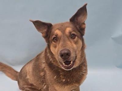 A brown dog with pointed ears and a happy expression, looking directly at the camera.