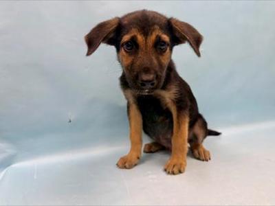 Jester, German Shepherd Dog / Mixed Breed, puppy, available for adoption