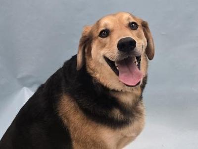 Timber, German Shepherd Dog / Beagle, adult, available for adoption