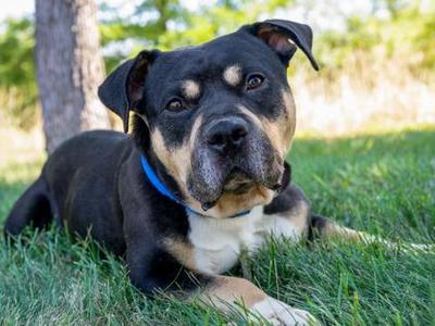 Brody, Pit Bull Terrier / Mixed Breed, adult, available for adoption