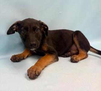 Jed, German Shepherd Dog / Mixed Breed, puppy, available for adoption