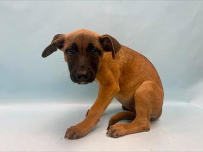 Jayco, German Shepherd Dog / Mixed Breed, puppy, available for adoption