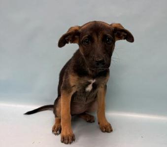 Jennie, German Shepherd Dog / Mixed Breed, puppy, available for adoption