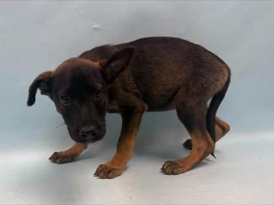 Jamie, German Shepherd Dog / Mixed Breed, puppy, available for adoption