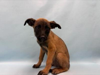 Jerry, German Shepherd Dog / Mixed Breed, puppy, available for adoption