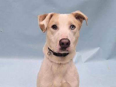 a light-colored dog with floppy ears and a black collar