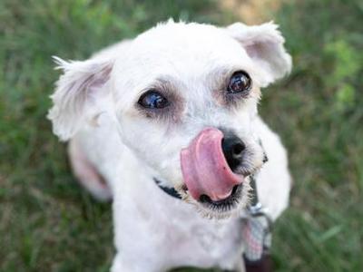 Rupert, Shih Tzu / Poodle, adult, available for adoption