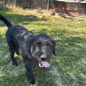 Scottie, Poodle / Labrador Retriever, adult, available for adoption