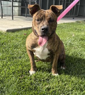 Reba, Pit Bull Terrier, adult, available for adoption