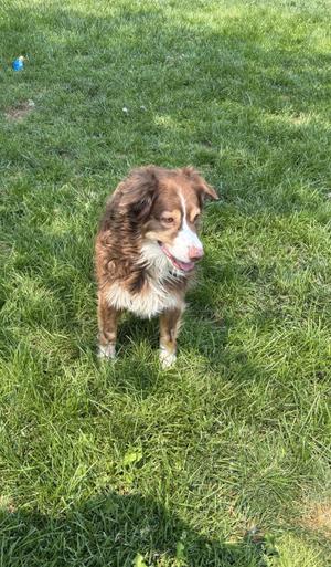 Lila, Australian Shepherd, adult, available for adoption