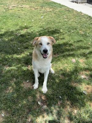 Baxter, Husky, adult, available for adoption
