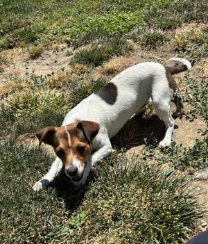 Fiona, Jack Russell Terrier, adult, available for adoption
