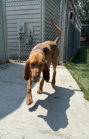 Copper, Bloodhound, adult, available for adoption