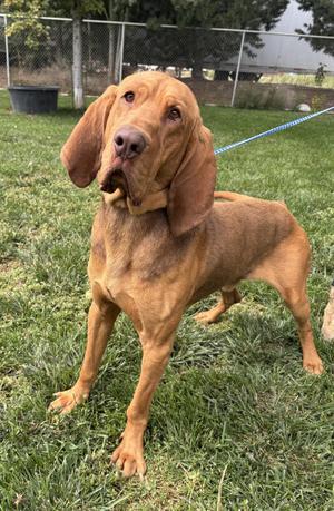 A brown dog with long ears standing on grass, wearing a blue leash.