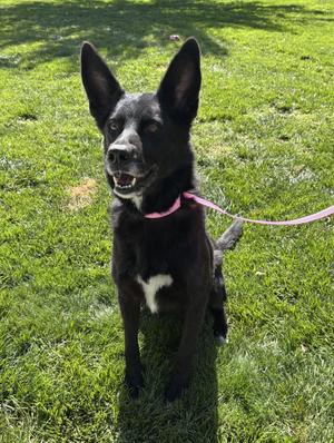Kayla, German Shepherd Dog, adult, available for adoption