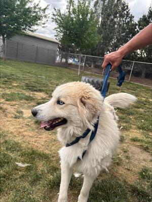 Cody, Great Pyrenees, adult, available for adoption