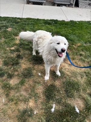 Cooper, Great Pyrenees, adult, available for adoption