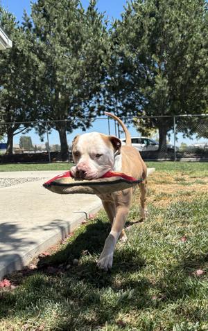 Marvin, Pit Bull Terrier, adult, available for adoption