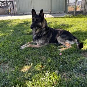 Atticus, German Shepherd Dog, senior, available for adoption