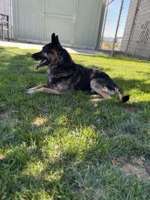 Atticus, German Shepherd Dog, senior, available for adoption