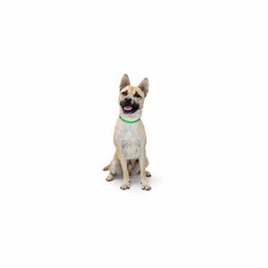 A light-colored dog sitting on a white background, wearing a green collar.