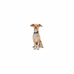 A small brown dog with floppy ears sitting on a white background, wearing a blue collar.