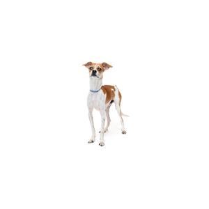 A brown and white dog standing on a white background