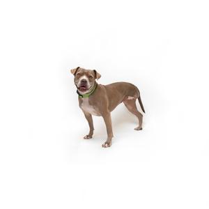 A brown dog wearing a green collar standing on a white background.