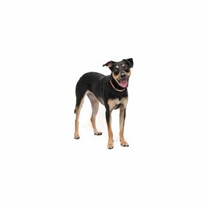 black and tan dog standing on white background