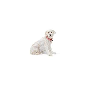 A white dog with a red collar sitting on a white background.
