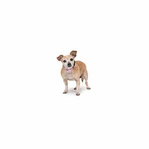 a small brown and white dog standing on a white background
