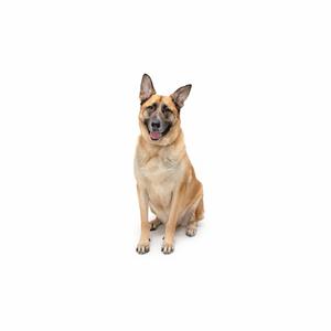 A German Shepherd dog sitting on a white background.