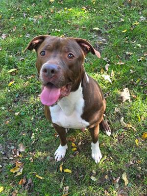 A brown and white dog with floppy ears and a pink tongue sticking out, sitting on a grassy area with scattered leaves.