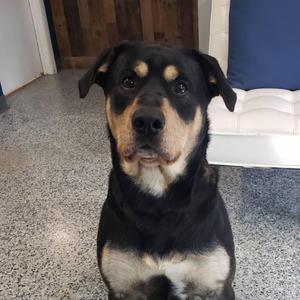 Bear, Rottweiler, adult, available for adoption