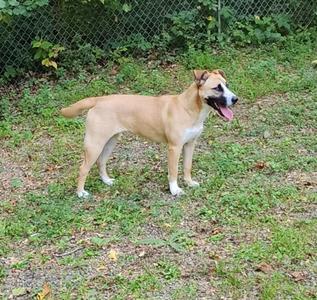 A light brown dog with white markings on its chest, paws, and face is standing on a grassy area. The dog has a black nose, dark eyes, and its mouth is open with its tongue out. It appears to be in a fenced outdoor area with greenery in the background.