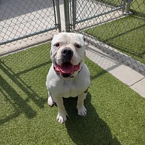 Tank, Bulldog, Old English, adult, available for adoption
