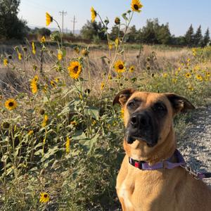 Athena, Black Mouth Cur, adult, available for adoption