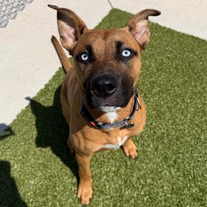 Mali, Shepherd, young, available for adoption