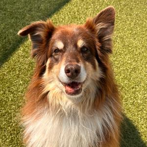 Luna, Shepherd, Australian, senior, available for adoption