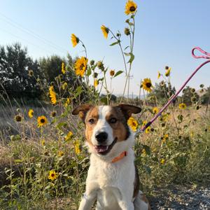 Buddy, Collie, Border, adult, available for adoption