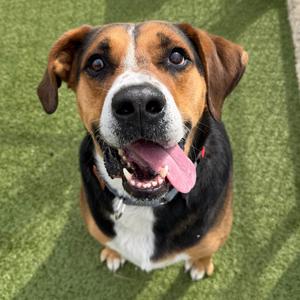 Gunner, Coonhound, adult, available for adoption