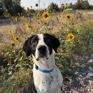 Luke, Coonhound, Bluetick, senior, available for adoption