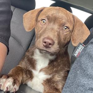 A brown puppy with white chest markings sits in a car seat, looking at the camera.