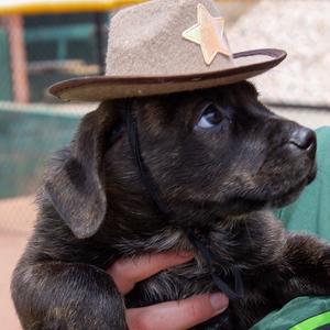 Boulder, Mixed Breed (Medium), young, available for adoption