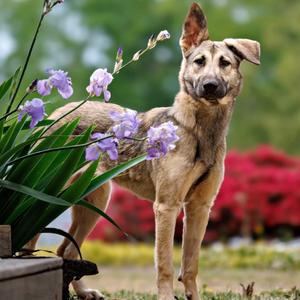 Charlie, Shepherd, German, adult, available for adoption
